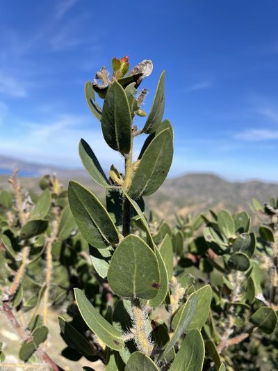 Arctostaphylos catalinae, photographed by Matt Berger