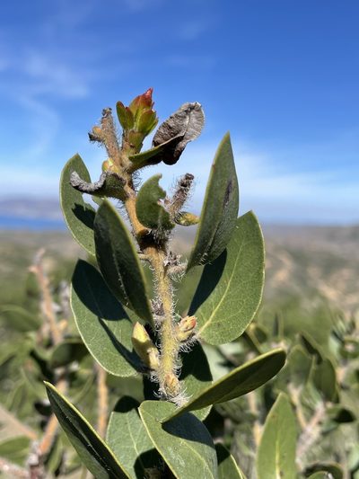 Arctostaphylos catalinae, photographed by Matt Berger