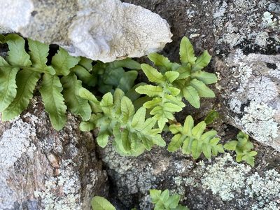 Polypodium californicum, photographed by Matt Berger
