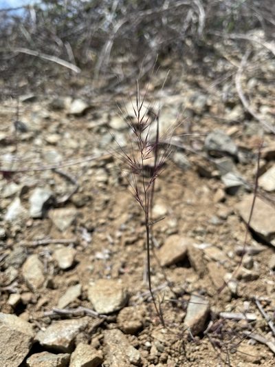 Muhlenbergia microsperma, photographed by Matt Berger