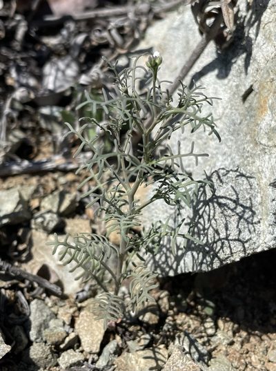 Sibara filifolia, photographed by Matt Berger