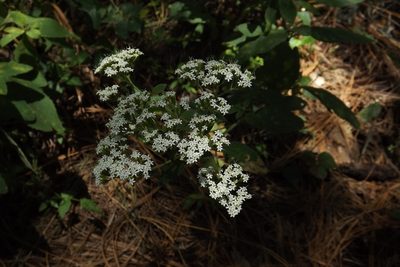 Stevia ovata, photographed by Dayan Romero
