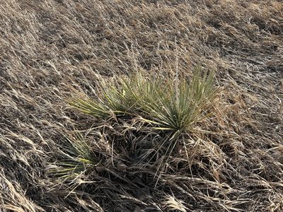 Yucca glauca, photographed by Jared Shorma