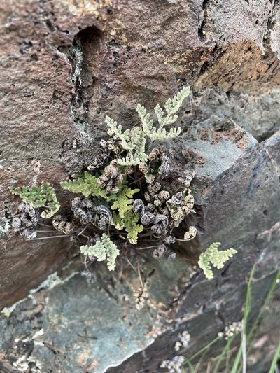 Notholaena californica, photographed by Matt Berger