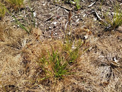 Juncus planifolius, photographed by Leon Perrie