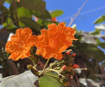 Cordia sebestena, photographed by LBuffum