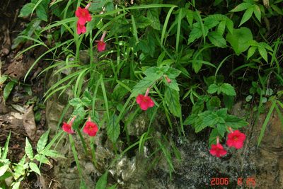 Achimenes erecta, photographed by Alec McClay
