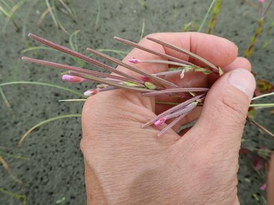 Epilobium billardiereanum, photographed by Arnim Littek