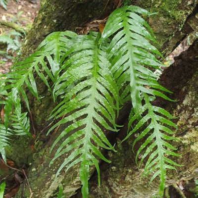 Dendroconche scandens, photographed by ronavery
