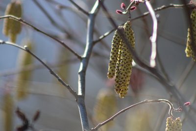 Alnus serrulata, photographed by Robert Harris