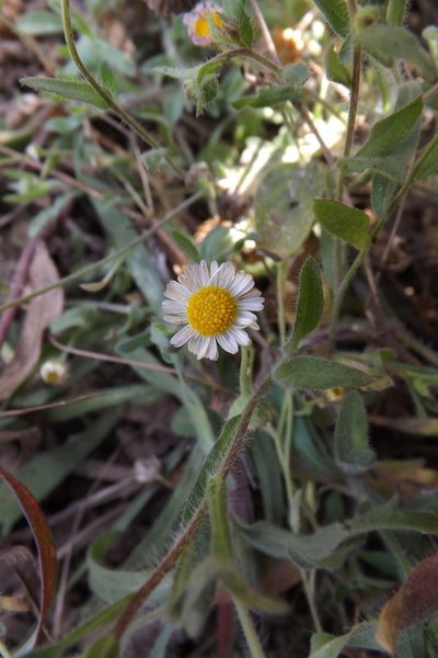 Erigeron pubescens, photographed by Dayan Romero