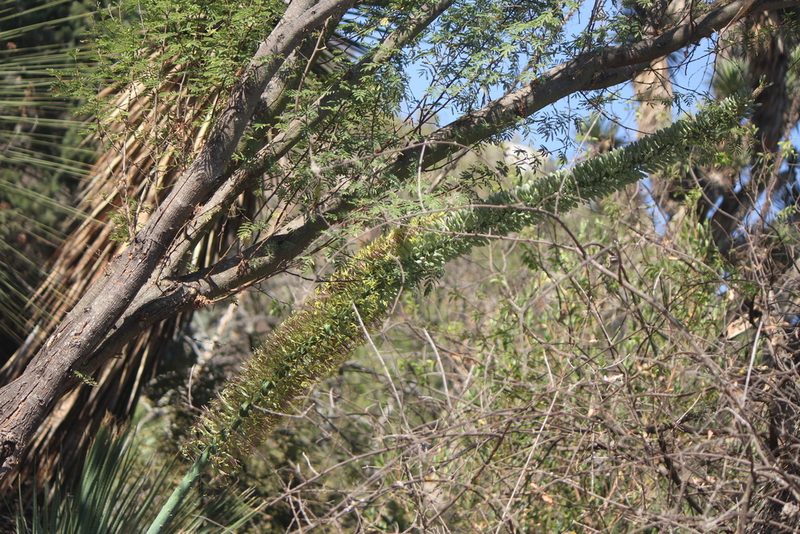 Agave xylonacantha, photographed by José Belem Hernández Díaz