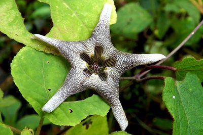 Dictyanthus pavonii, photographed by Dayan Romero