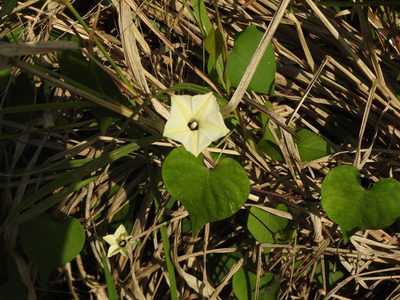 Ipomoea obscura, photographed by Yi-fan翊凡