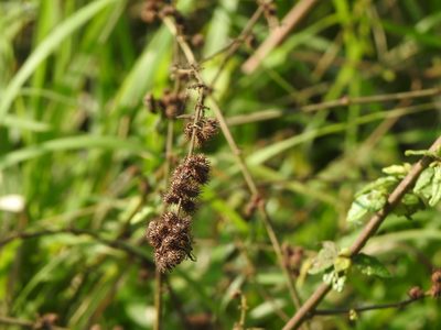 Triumfetta rhomboidea, photographed by Yi-fan翊凡