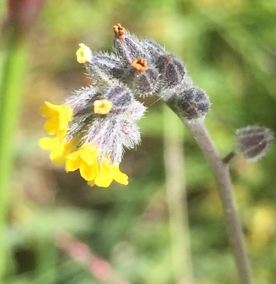 Myosotis persoonii, photographed by Andre Hosper