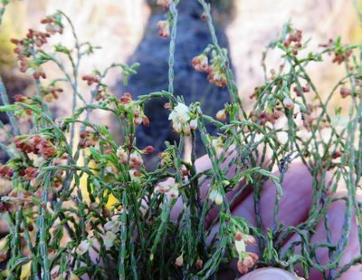 Erica multiflexuosa, photographed by linkie