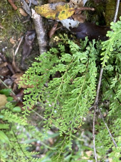 Lindsaea viridis, photographed by Hannah Rogers