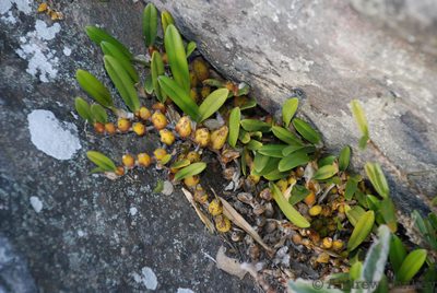 Bulbophyllum baronii, photographed by Andrew Hankey
