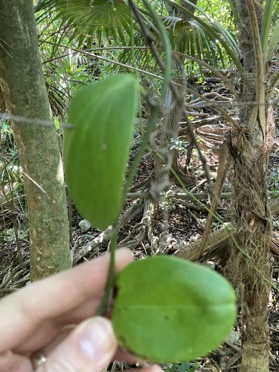 Smilax havanensis, photographed by Bill Michalek