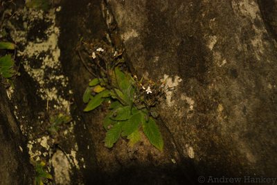 Streptocarpus ibityensis, photographed by Andrew Hankey