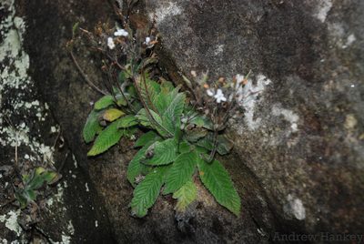Streptocarpus ibityensis, photographed by Andrew Hankey