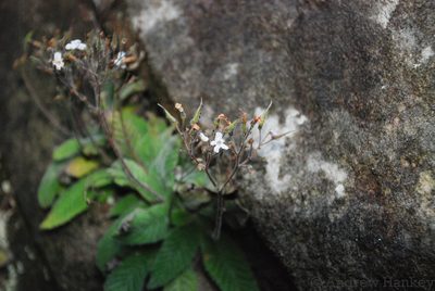 Streptocarpus ibityensis, photographed by Andrew Hankey
