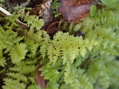 Lepidogyna hodgsoniae, photographed by Leon Perrie