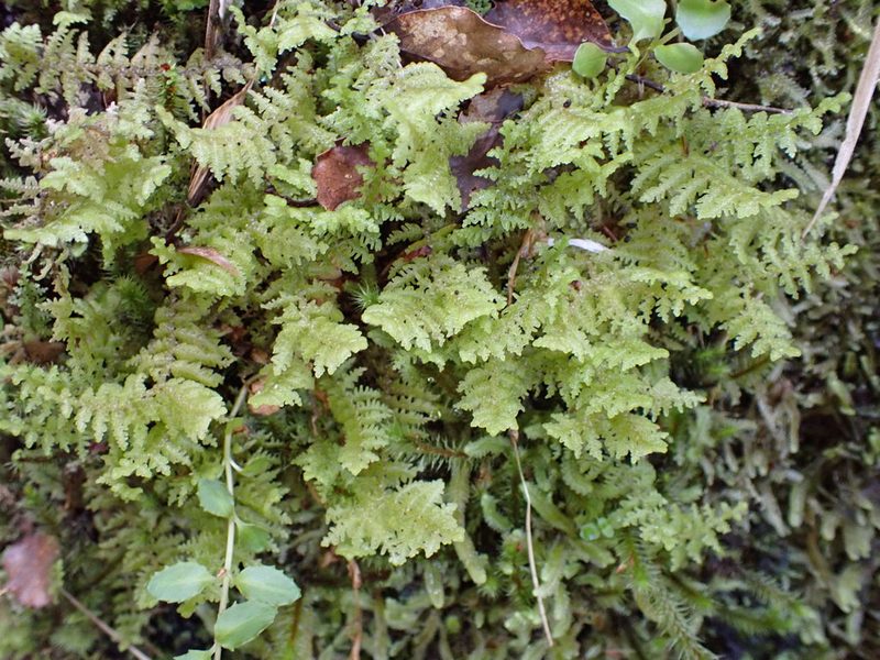 Lepidogyna hodgsoniae, photographed by Leon Perrie