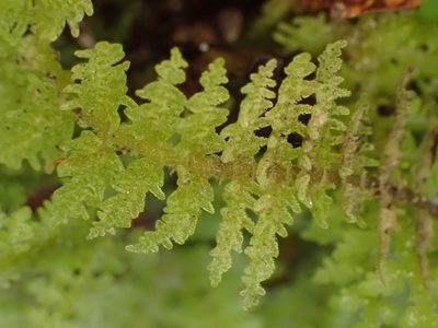 Lepidogyna hodgsoniae, photographed by Leon Perrie