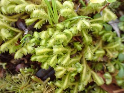 Schistochila pinnatifolia, photographed by Leon Perrie