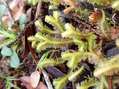 Schistochila pinnatifolia, photographed by Leon Perrie