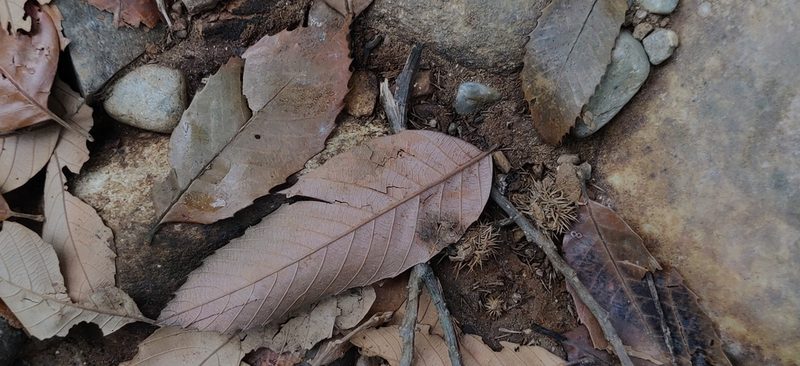 Castanopsis indica, photographed by T R Shankar Raman