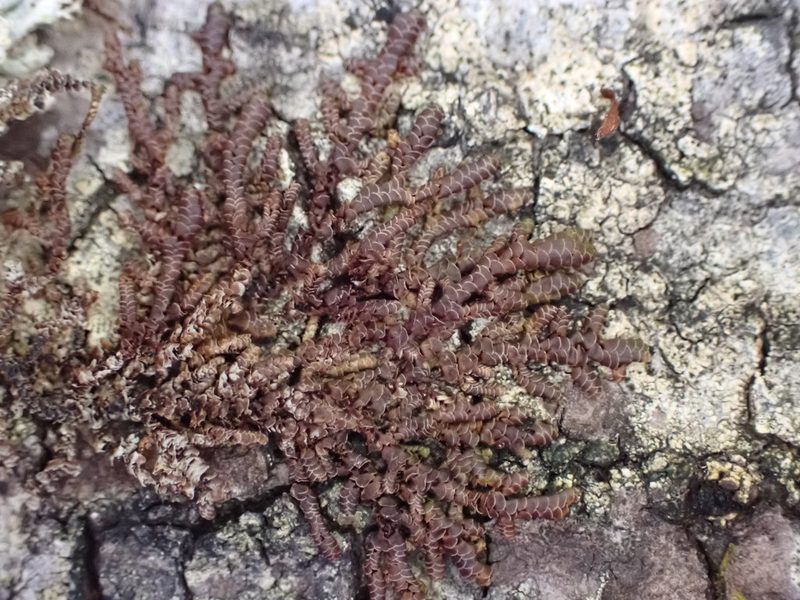 Goebeliella cornigera, photographed by Leon Perrie