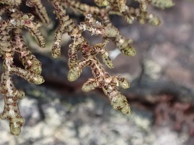 Goebeliella cornigera, photographed by Leon Perrie