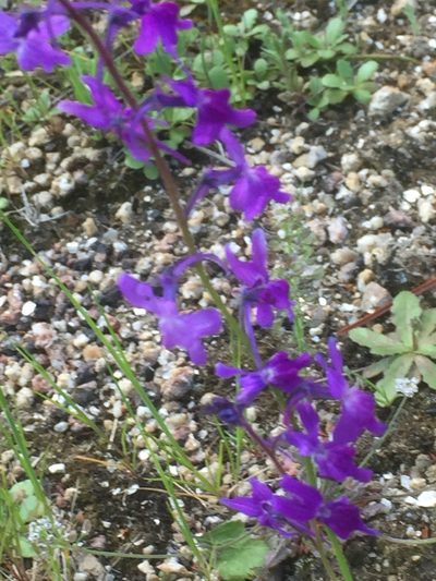 Linaria elegans, photographed by Andre Hosper