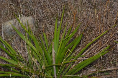 Yucca rupicola, photographed by Michelle W. （鍾偉瑋）