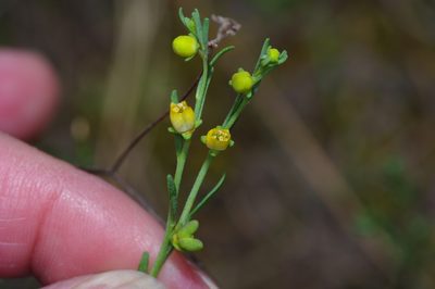 Thamnosma texana, photographed by Michelle W. （鍾偉瑋）