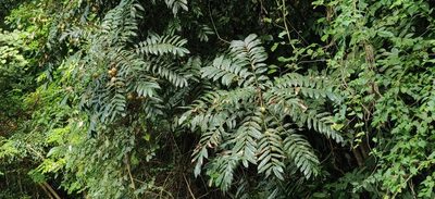 Chisocheton cumingianus, photographed by T R Shankar Raman