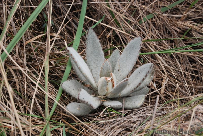 Kalanchoe tomentosa, photographed by Andrew Hankey