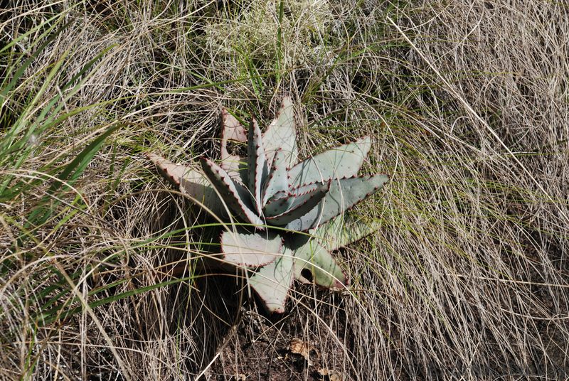 Aloe conifera, photographed by Andrew Hankey