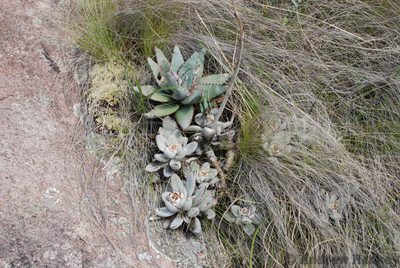 Aloe conifera, photographed by Andrew Hankey