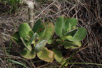 Kalanchoe pubescens, photographed by Andrew Hankey