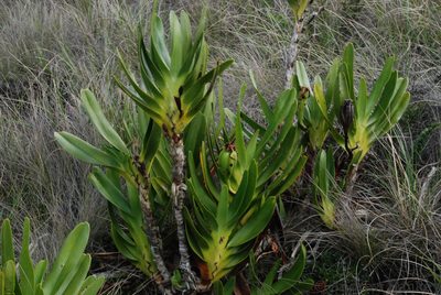 Angraecum sororium, photographed by Andrew Hankey