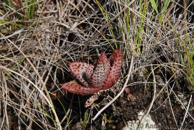 Aloe conifera, photographed by Andrew Hankey
