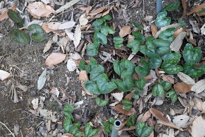 Asarum tamaense, photographed by WATANABE Hitoshi 渡辺仁
