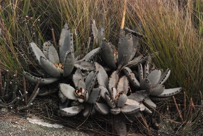 Kalanchoe tomentosa, photographed by Andrew Hankey