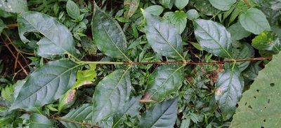 Coffea benghalensis, photographed by T R Shankar Raman
