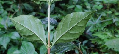 Coffea benghalensis, photographed by T R Shankar Raman