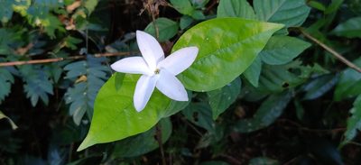 Coffea benghalensis, photographed by T R Shankar Raman